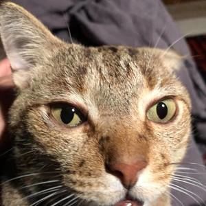 Meet your Posher, Iris